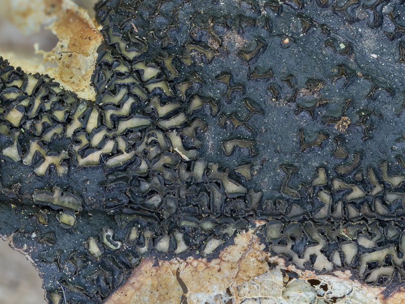 Rhytisma acerinum